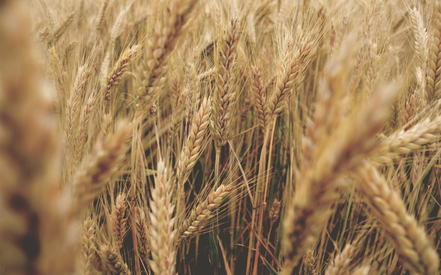 Nasiona chwastów w zbożu stanowią poważny problem wielu upraw.